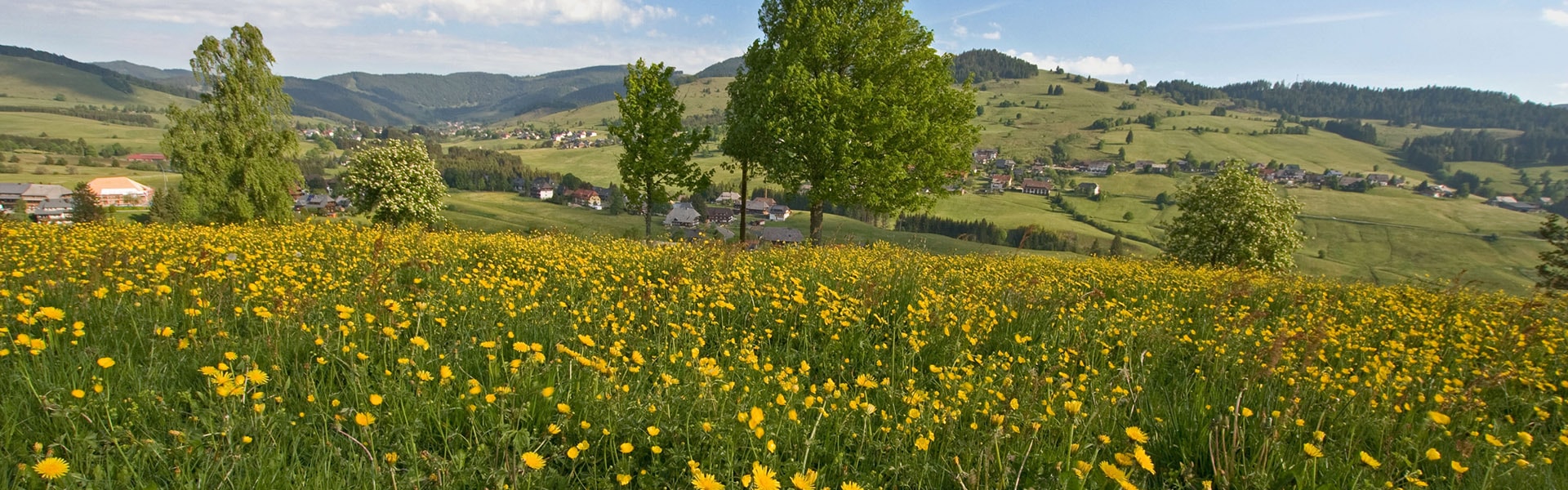 bernau ti bernau